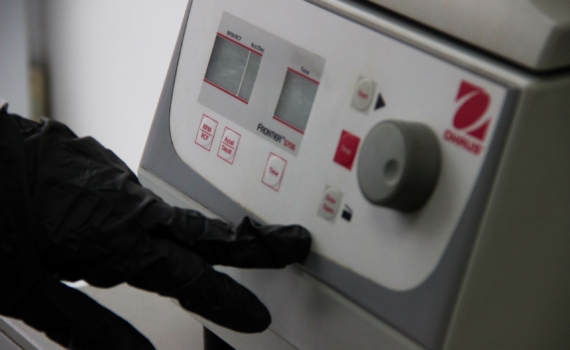 Почему один борщевик жжёт, а другой – нет? Ученые раскрыли генетический секрет опасного ожога Почему один борщевик жжёт, а другой – нет? Ученые раскрыли генетический секрет опасного ожога