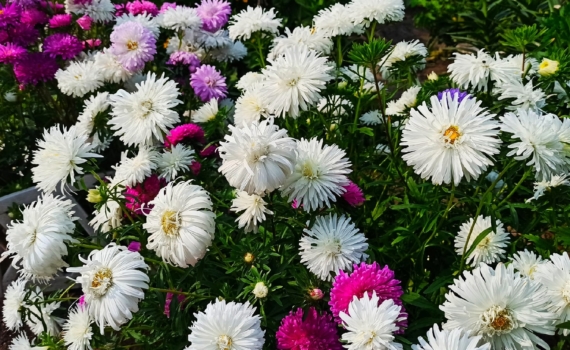 Посев под зиму — 12 проверенных цветов для посева в декабре: формируем цветущий сад заранее Посев под зиму — 12 проверенных цветов для посева в декабре: формируем цветущий сад заранее